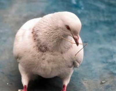 肉の鳩産業は、新しい特殊家禽産業の1つです。