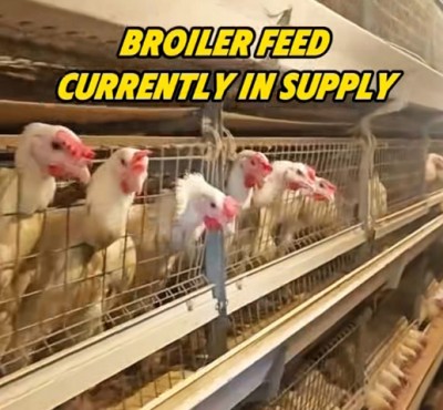 Broiler Feed Now in Supply(現在供給中)